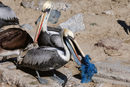 Пеликан яде риба, заплетена в пластмасова мрежа на плажа в Валпараисо, Чили.