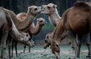 Камили се хранят в зоопарка в Берлин, Германия.