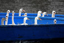 Лебедите в езерото Алстер бяха хванати, за да бъдат пренесени на по-топли места.