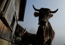 Стартиралата през 2015 г. "Инициатива в защита на рогата на кравите" предлага на фермерите, които не режат рогата на кравите си, да бъдат подпомагани от федералния бюджет.