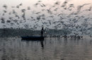 Мъж храни чайки по водите на река Ямуна в Ню Делхи, Индия.