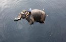 Човек къпе слона си в замърсената вода на река Ямуна в Ню Делхи, Индия.