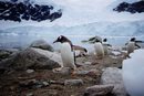 Пингвини вървят по брега в Антарктида.