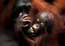 Ханса, 46-то бебе орангутан на Сингапурския зоопарк, държи майка си Анита по време на медийното представяне в зоопарка в Сингапур.