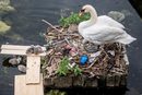 Лебед си е направил гнездо от боклук в езеро в Копенхаген, Дания.