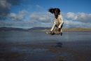 Куче скача във въздуха, за да хване топка, в Ирландия.