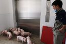 Работник чака асансьор, за да транспортира млади прасета от свинеферма в планинския парк Yaji Mountain в провинция Гуанси, Китай.
