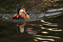 Мандаринска патица, порода която се среща в Източна Азия, плува в езерце в Сентръл парк в Манхатан, Ню Йорк, САЩ.
