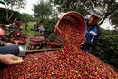 Работник мери теглото на прясно прибрани кафени зърна в Сабанила де Алаюела, Коста Рика.