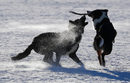 И кучетата се радват на снежната зима в Германия. Снимката е от планинския масив Фелдберг в района на Франкфурт.