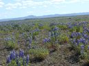 После следва живописната "Червена планина" Ройдхолар, заради силната концентрация на желязо. Изобщо оцветените планини в Исландия не са нещо необичайно. Но тази е може би най-красивата. А край тебе: цветя, цветя.Поляни покрити със скъпи, китни килими В края на юли сякаш бях попаднала в разгара на май в България. Слънцето пече силно, лъчите му падат много странно в езерото и нищо не се вижда, толкова е силна светлината, сякаш през лупа идва светлината към очите, заслепяващо