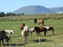Най-сетне за исландските коне, които ме възхитиха от пръв поглед заедно с овцете. Това е древна порода, селектирана от 1000 години на острова. Красиви и дружелюбни, изпълнени с доверие и симпатия към човека.