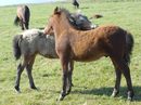 През 982 г. Аладингът /исландският парламент, както си спомняте/ приема закон, който забранява доставка на коне на острова, с цел да се избегнат болести. В по-късните векове, дори и да участват на състезания някъде из Европа или Канада, е било забранено да се върне животното обратно.