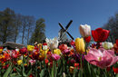 Мнозина са привлечени от музеите и другите културни забележителности, но през април цветните поля и изложението на цветя в Кукенхоф оглавяват списъка на нещата, които задължително трябва да се видят в Холандия.
