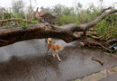 Последиците от преминаването на циклона "Фани" в окръг Хордха, Индия.