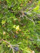 Храстовиден жасмин (Jasminum fruticosum).