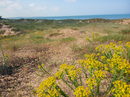 Преобладаващото жълто на дюните e от цъфтящата сегуерова млечка (Euphorbia seguirana).