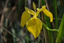 Блатната перуника (Iris pseudacorus) отблизо.