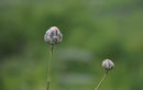 За Таушан тепе е специфичен световно застрашеният вид янкиева метличина (Centaurea jankae), срещащ се само в Румъния и България, на територията на Добруджа. Групата я наблюдава едва напъпила (на снимката).