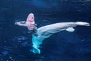 Белугата е вид едър морски бозайник, разпространен предимно в полярните и субполярни води. Има характерен бял цвят, а специфично за вида е и липсата на гръбначна перка.