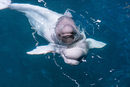 На 3 юли аквариумът "Шед" в Чикаго обяви, че техният белуга кит е родил здраво бебе. Според официалното съобщение цялото раждане е продължило 33 минути и съвсем скоро след появата си новороденото се е появило на повърхността на водата, за да поеме първата си глътка въздух.