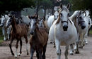 Кладрубският кон е един от най-старите породи в света и е уникален, защото конете са били отглеждани, за да теглят кралски карети.<br /><br />Основният център за развъждането му е в Националния конезавод в Чехия, където тази порода коне бива развъждана повече от 400 години. Конете са използвани за тежък превоз в двора на Хабсбургите. Първият кладрубски конезавод е основана през 1579 г. от Император Рудолф II.<br /><br />Всички записи за разплода са били изгубени при пожар през 1757 г., но оттогава стриктно се поддържат родословното дърво.