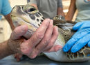 Рехабилитирана зелена морска костенурка с предавател за сателитно проследяване, пусната на свобода от ветеринарна болница в Маратон, Флорида.