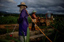 Селскостопански работници обработват с пестициди поле със захарна тръстика в село в провинция Юнан, Китай.