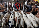 Пазар за добитък в Колката, Индия.