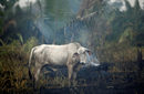 Крава на фона на дим от горящата Амазония в Апуи, щата Амазонас, Бразилия.