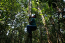 Момче се катери на дърво в амазонската гора, Бразилия.
