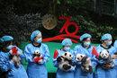 Момент от събитие в изследователска база за развъждане на гигантска панда в провинция Съчуан, Китай, на която бяха показани за първи път малки панди, родени през 2019 г.