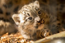 Снежен леопард, роден в парк за дива природа в Хайланд, е настанен в зоологическа градина в Шотландия.