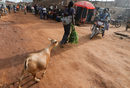 Коза следва жена на пазара в Бутембо, Демократична република Конго.