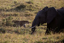 Леопард минава покрай слон в националния резерват Маасай Мара, Кения.