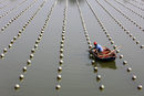 Кадър от ферма за култивирани перли в Хуаян, Китай.