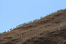 Туристите изкачват Улуру, известен в миналото под името Скалата Айерс, в Националния парк "Улуру-Ката Тюта" в Австралия. Днешният ден е последният, в който е разрешено катеренето по скалата.