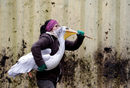 Служител на зоопарка премества пеликан в зимно заграждение в зоопарка в Либерец,Чехия.