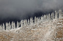 Заскрежени дървета в планината близо до Алмати, Казахстан.