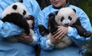 Тримесечните панди близнаци Бао Ди и Бао Мей в зоопарк в Белгия.