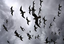 Чайки летят срещу вятъра в Ница, Франция.