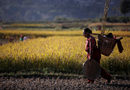 Жена се завръща след прибиране на ориз от поле в Непал.