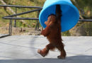 Берани, тригодишен орангутан от Суматра, сниман в зоологическата градина в Брюгелет, Белгия.