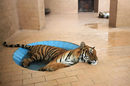 Тигър лежи в басейн с вода в клетка в зоопарк, по време на горещо време в Лахор, Пакистан.