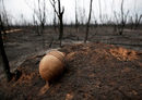 Горски пожари унищожиха хектари гори в района на Чарагуа, Боливия.