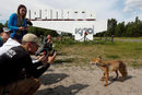 Посетители снимат лисица в изоставения град Припят, близо до атомната централа в Чернобил, Украйна.
