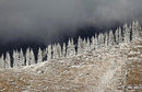 Покрити със скреж дървета, снимани в планина близо до Алмати, Казахстан.