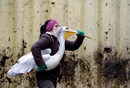 Служител на зоопарка мести пеликан в зимното му заграждение в зоопарка в Усти над Лабем, Чехия.