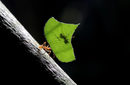 Кадър от фермата за насекоми на биолога Федерико Паниагуа в Греция, Коста Рика.<br /><br />На снимката е мравка зомпопа, отглеждана като храна. Паниагуа насърчава приемането на голямо разнообразие от насекоми като евтина и богата на хранителни вещества храна от хората.