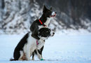 Женева и Белка, от породата бордър коли, реагират по време на обучение в замръзналата река Енисей близо до Красноярск, Русия.